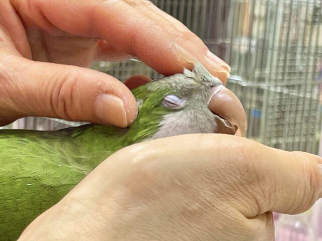 オキナインコ