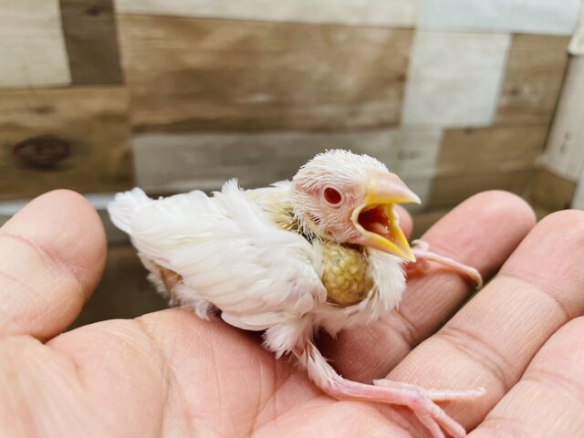 アルビノ文鳥