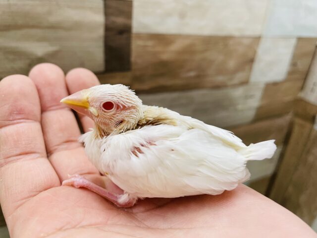 アルビノ文鳥