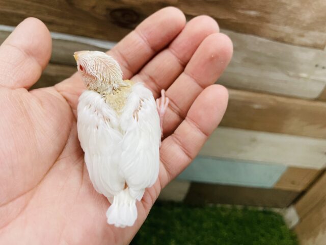 アルビノ文鳥