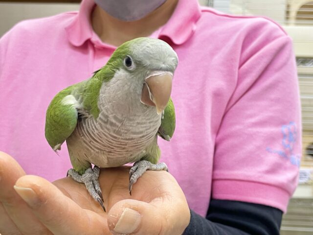 最新画像あり!オキナインコ グリーン💚カキカキ大好き!甘えんぼ〜❤️ オキナインコ