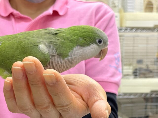 オキナインコ