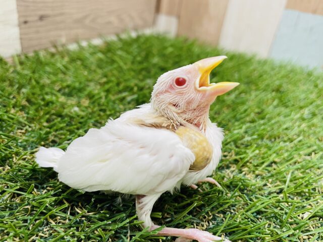 アルビノ文鳥
