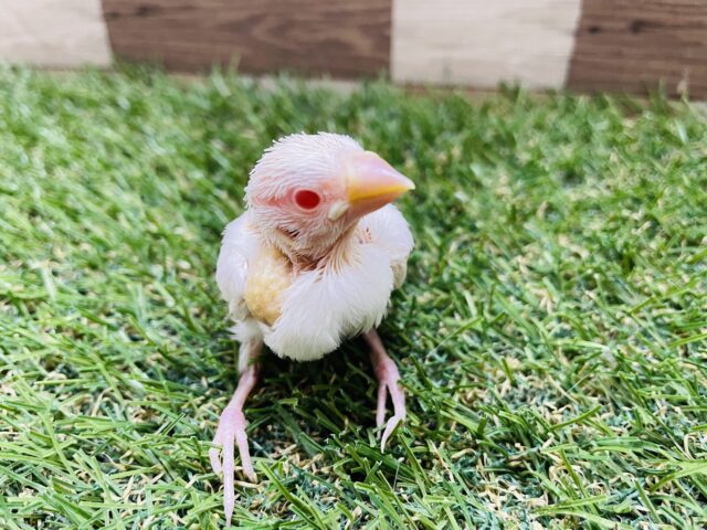 アルビノ文鳥