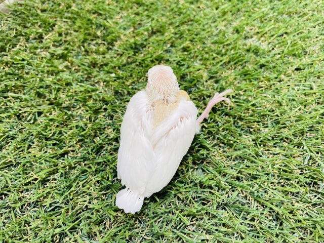 アルビノ文鳥