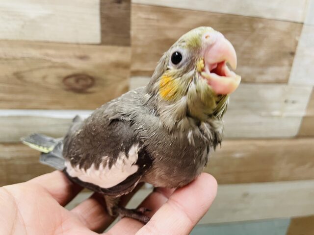 オカメインコ