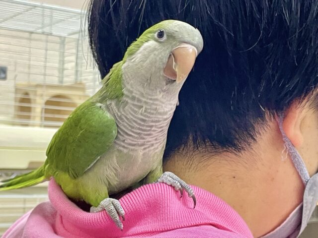 最新画像あり!オキナインコ グリーン💚カキカキ大好き!甘えんぼ〜❤️ オキナインコ