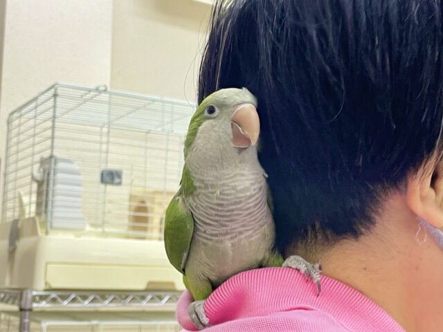オキナインコ