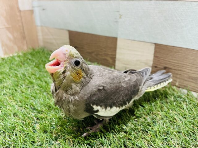 オカメインコ