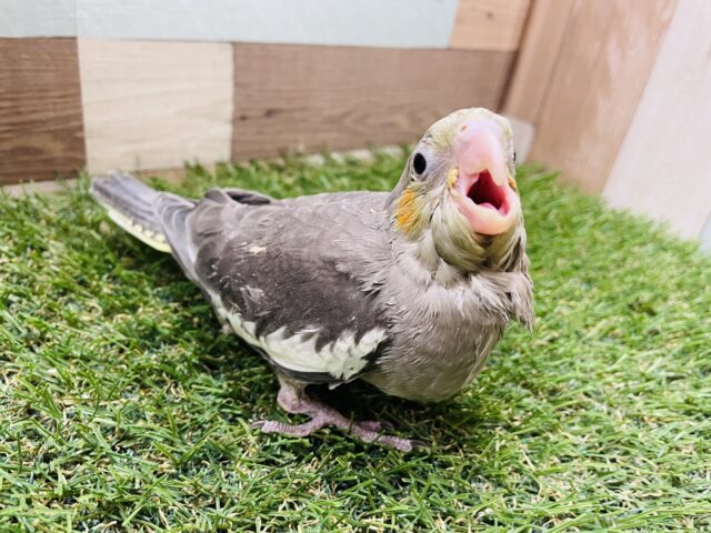 オカメインコ