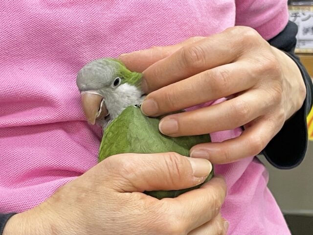 オキナインコ