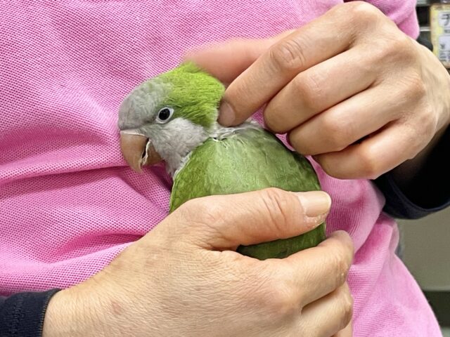オキナインコ