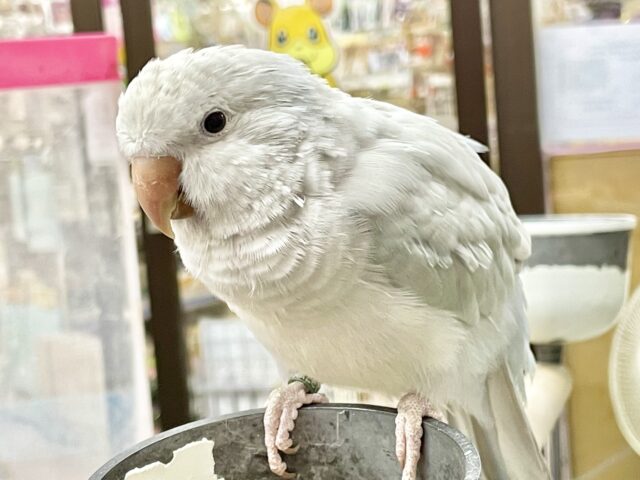 オキナインコ