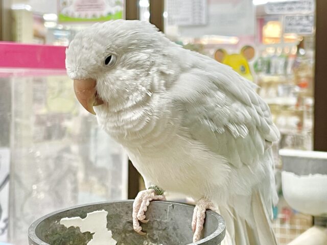 オキナインコ