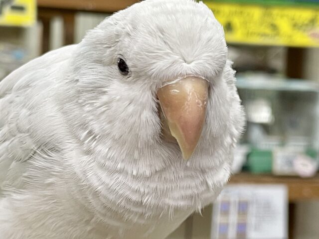 オキナインコ