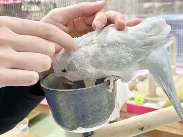 オキナインコ