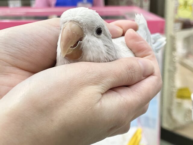 オキナインコ