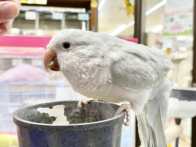 オキナインコ