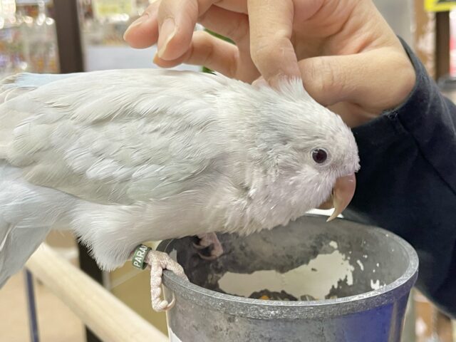 オキナインコ