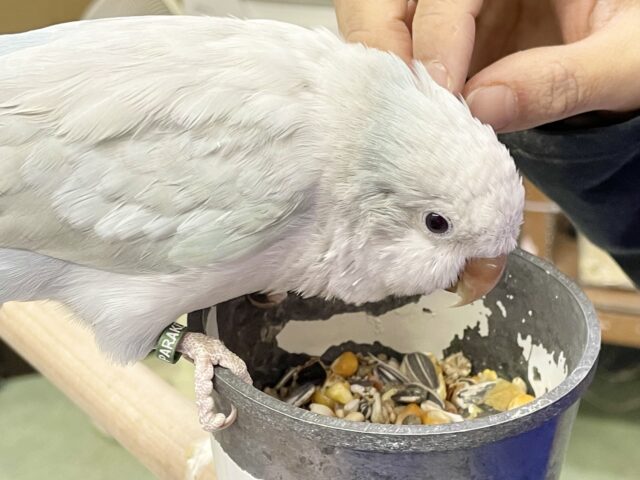 オキナインコ
