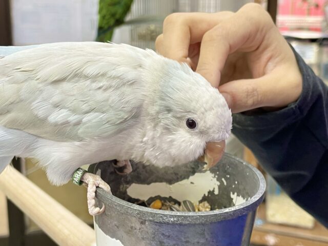 オキナインコ