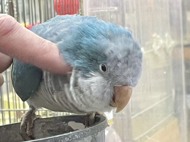 オキナインコ