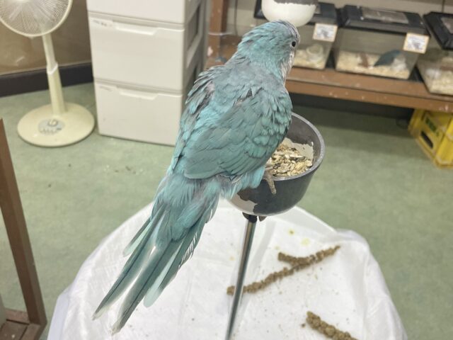 オキナインコ