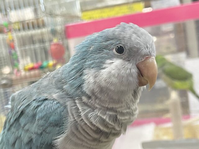 オキナインコ