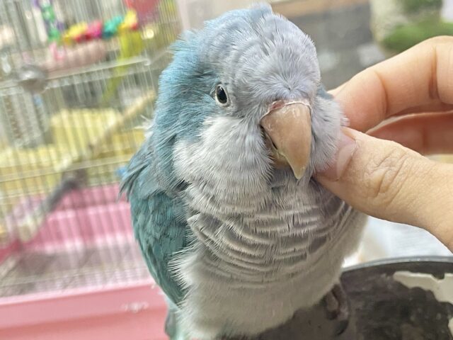 オキナインコ