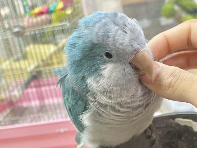 オキナインコ
