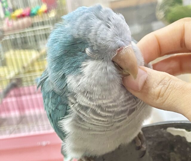 オキナインコ