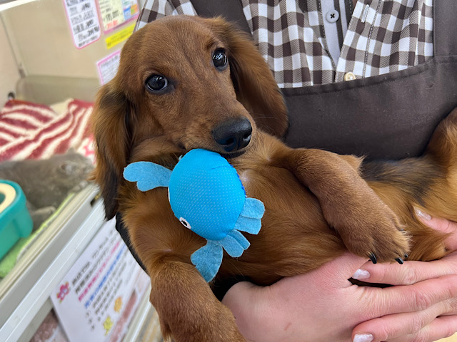 スタンダードダックス