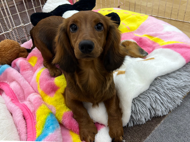 スタンダードダックス