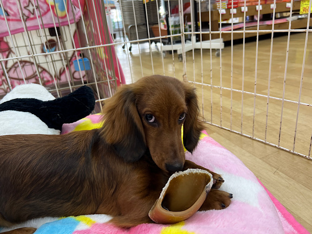 スタンダードダックス