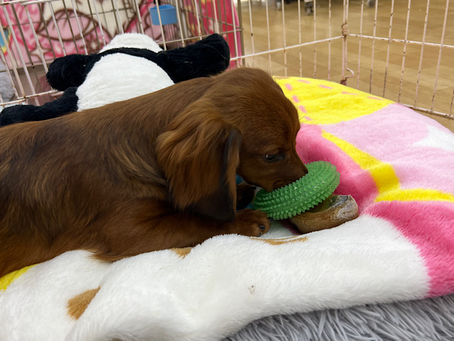 スタンダードダックス