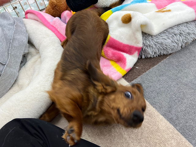 スタンダードダックス