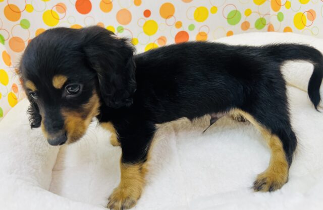 ミニチュアダックス