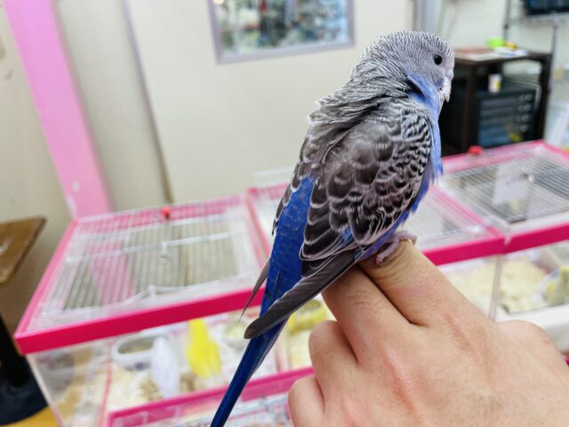 セキセイインコ