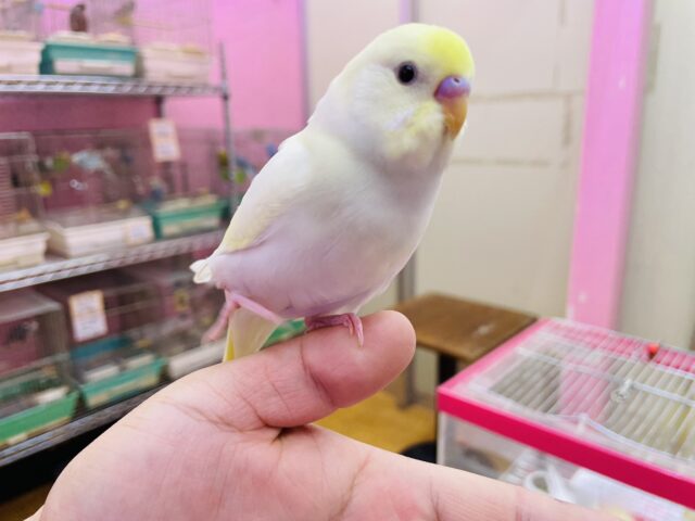 セキセイインコ