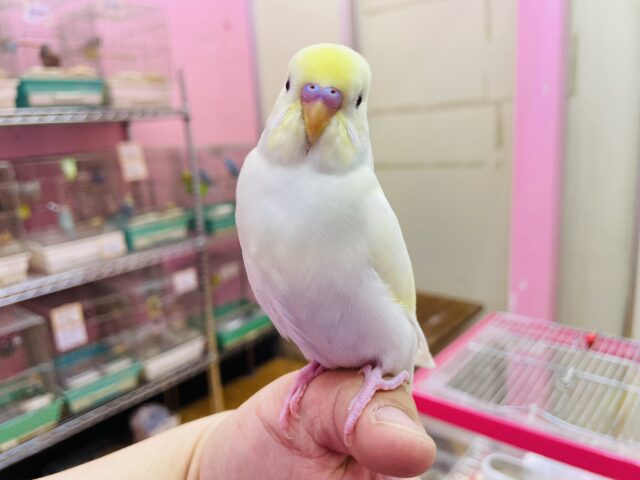 セキセイインコ