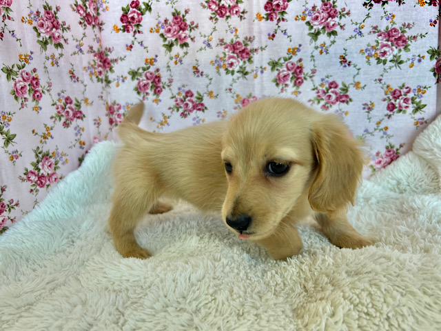 ミニチュアダックス