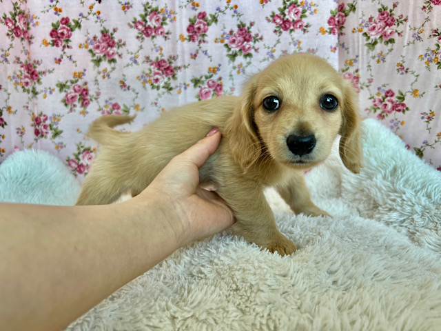 ミニチュアダックス