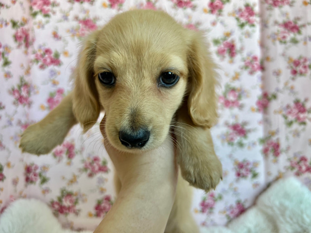 ミニチュアダックス