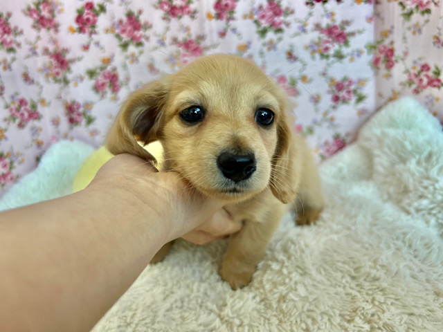 ミニチュアダックス