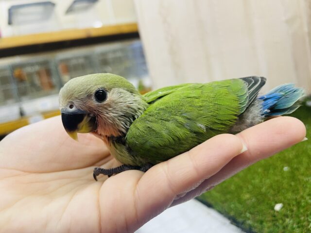 コザクラインコ（小桜インコ）