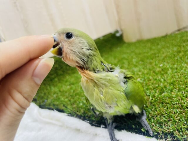 コザクラインコ（小桜インコ）