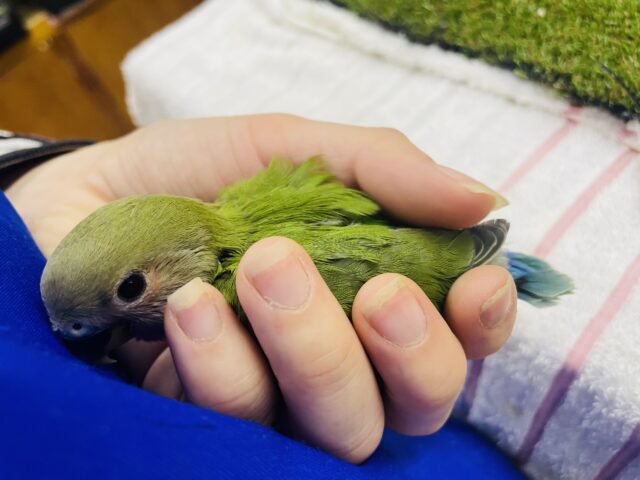 コザクラインコ（小桜インコ）