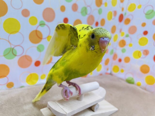 セキセイインコ