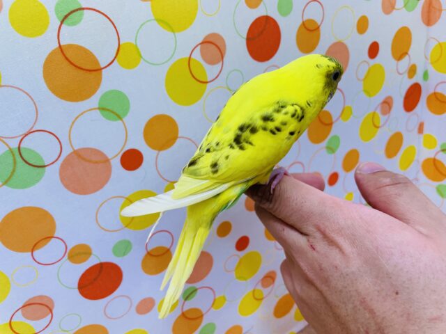 セキセイインコ