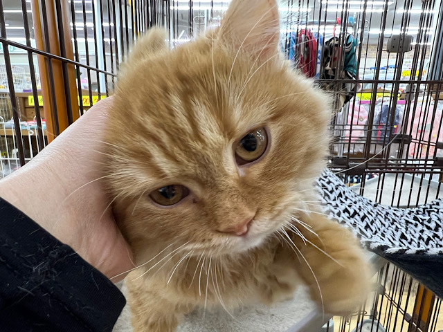 セルカークレックス